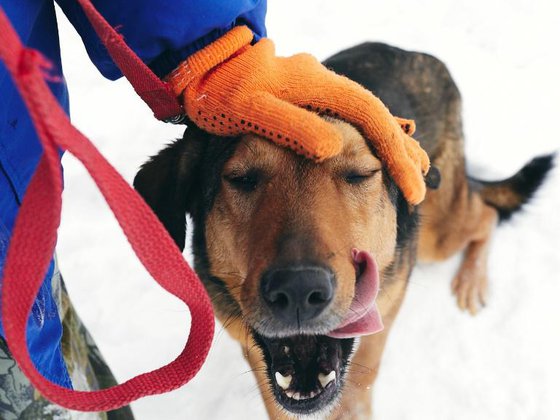 Лапы в тепле: поможем животным в приютах пережить зиму