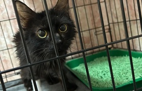 Экстренное лечение для бездомных животных, пострадавших на улице